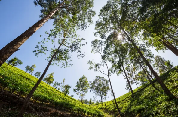bosque verde con el sol - pallets de madera sustentables
